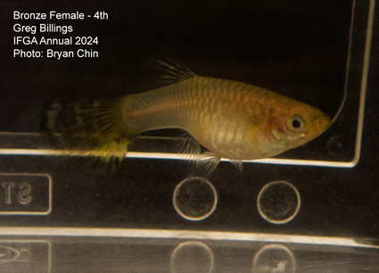 female guppy bronze